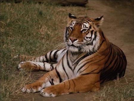 tigre fidele